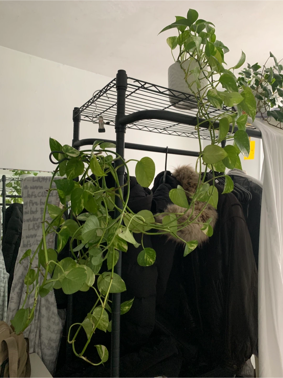 Pothos Plant