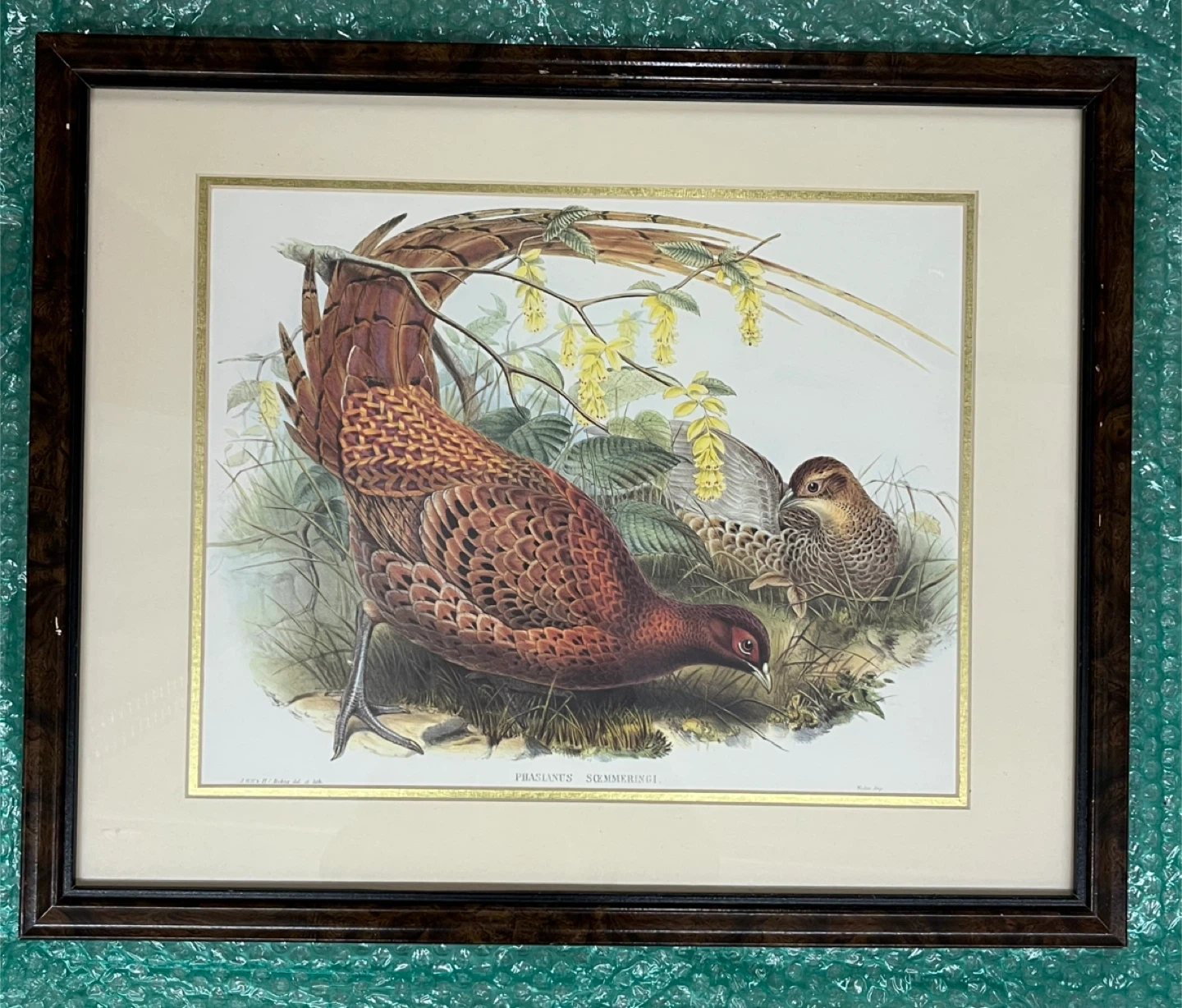 Framed Pheasant Print - Phasianus Sommeringii - photo 4