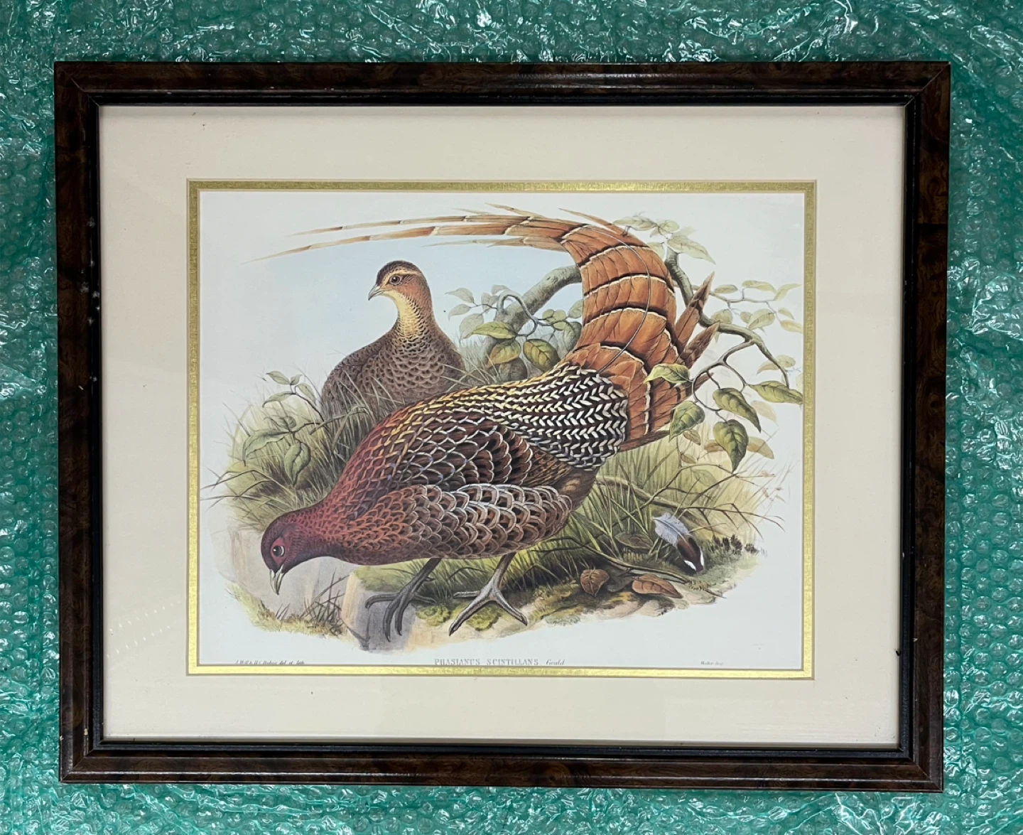 Framed Pheasant Print - Phasianus Sommeringii
