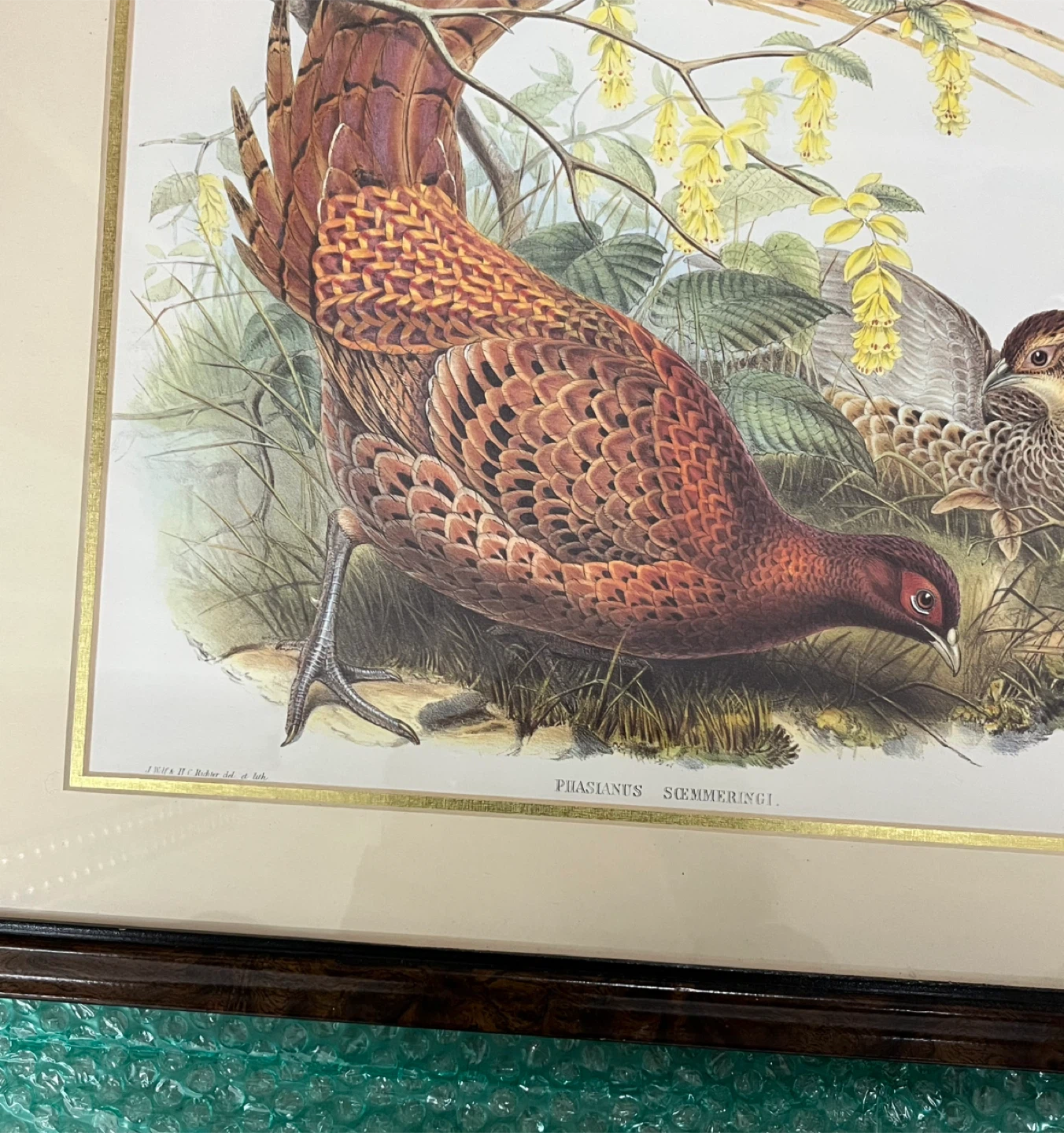Framed Pheasant Print - Phasianus Sommeringii - photo 5