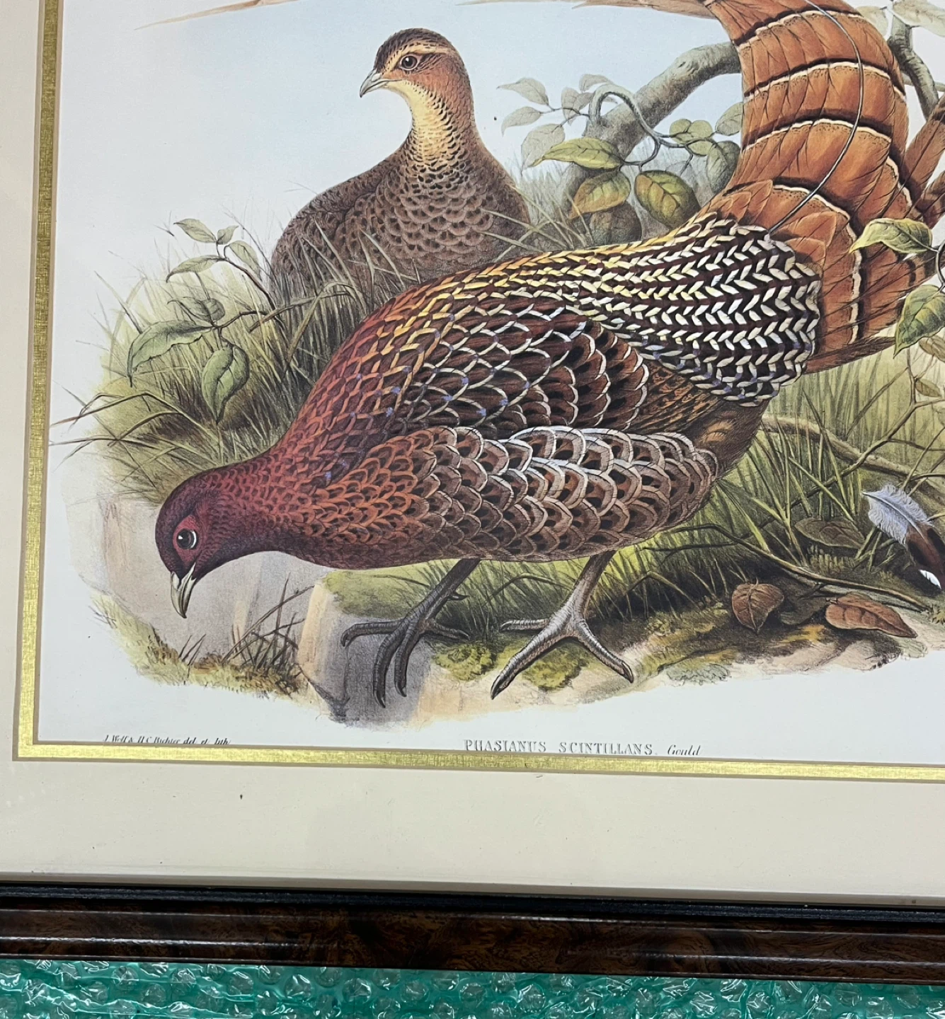 Framed Pheasant Print - Phasianus Sommeringii - photo 2