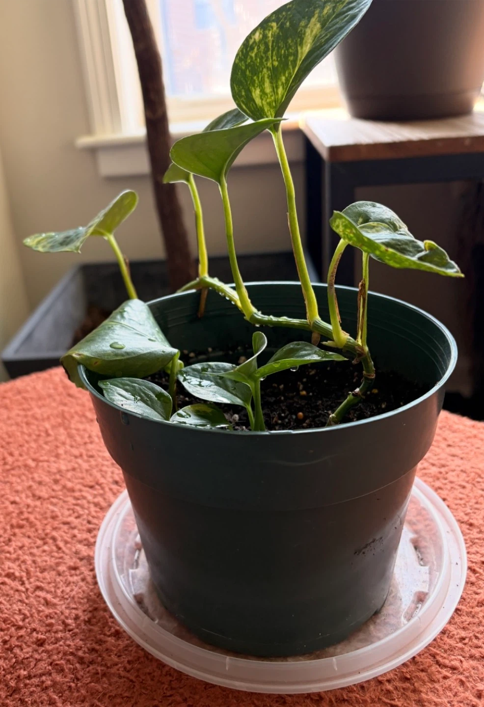 Golden Pothos Plant in Pot - photo 4