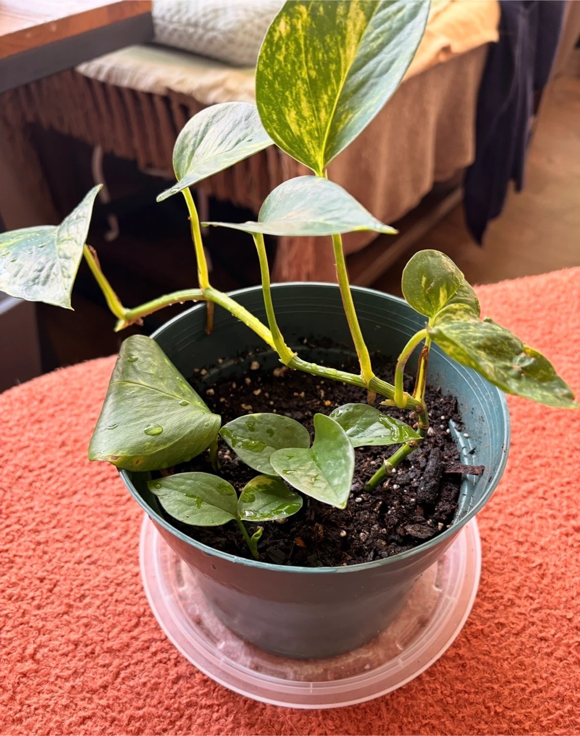 Golden Pothos Plant in Pot - photo 2