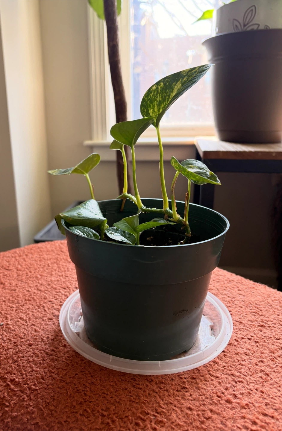 Golden Pothos Plant in Pot - photo 3