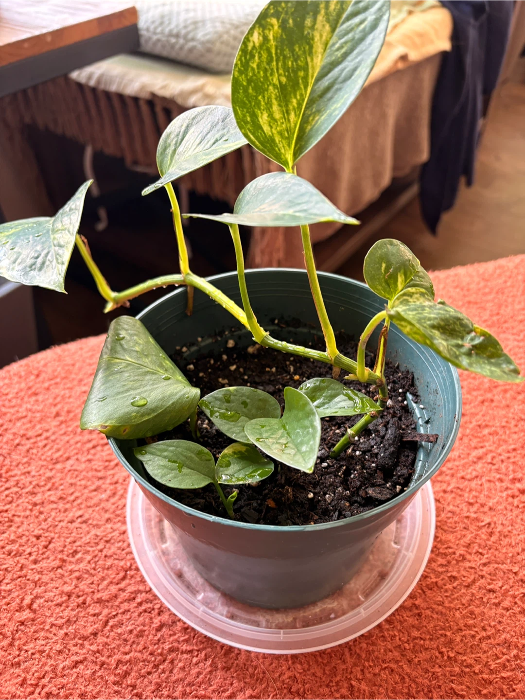 Golden Pothos Plant in Pot - photo 5