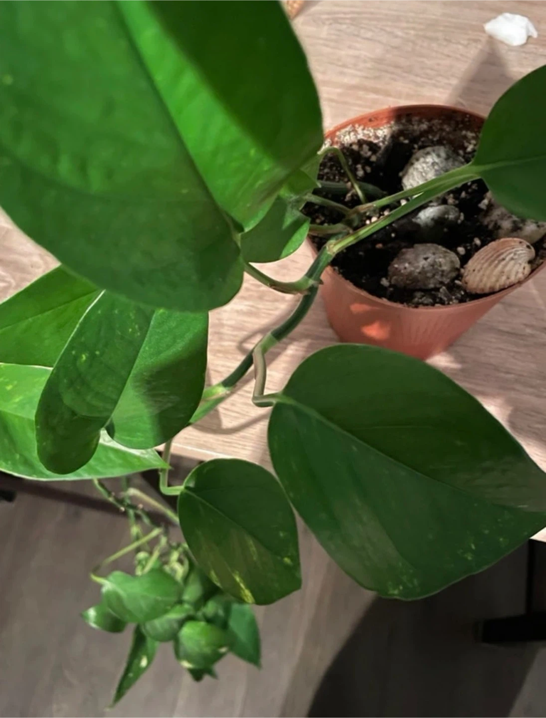 Healthy Pothos Plant