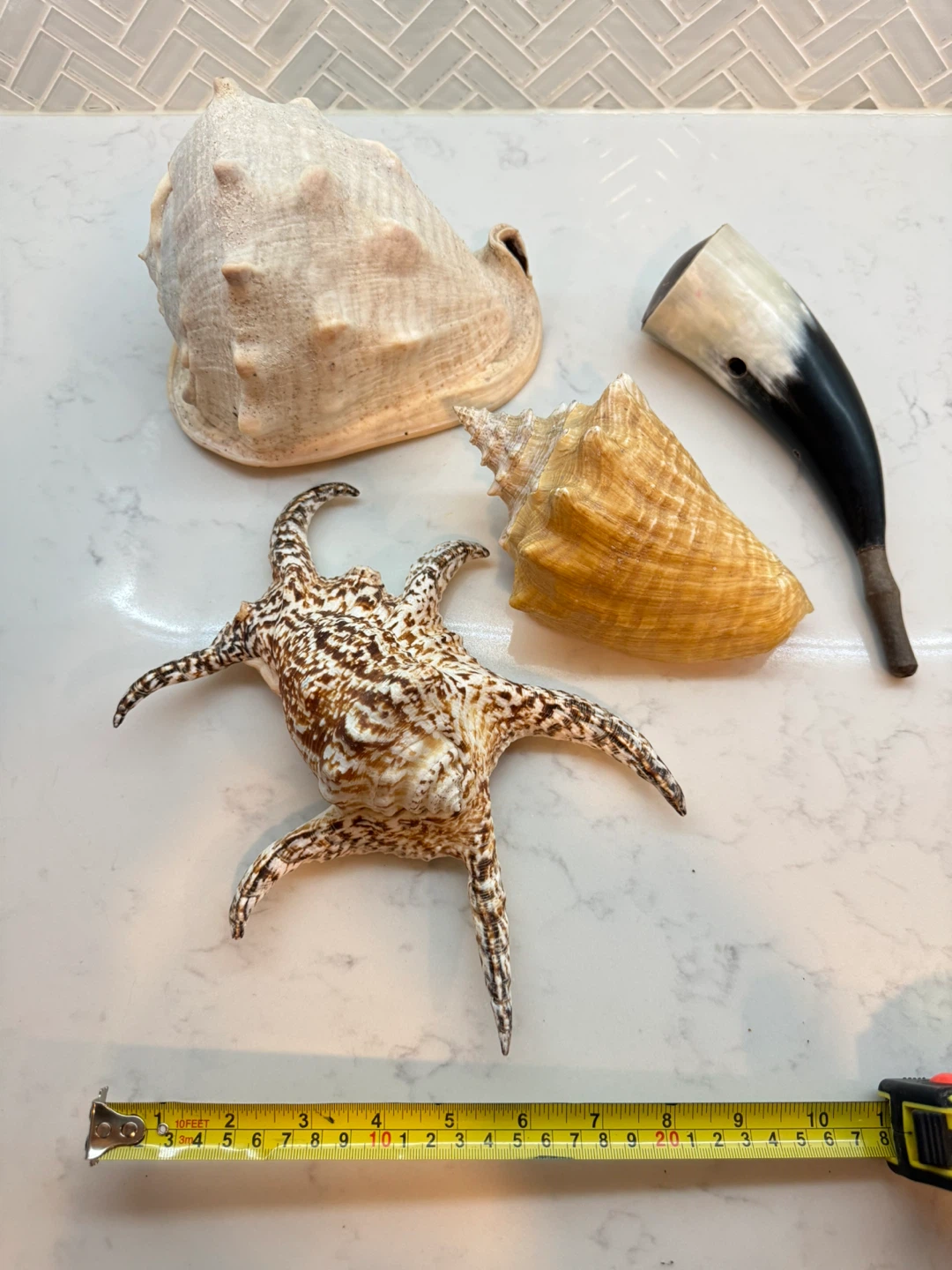Collection of Decorative Seashells