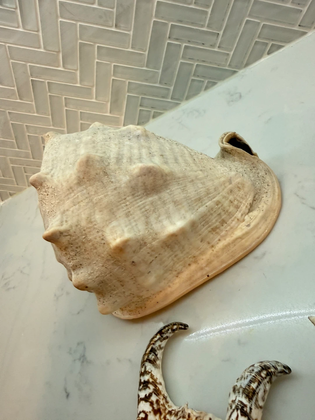 Collection of Decorative Seashells - photo 3