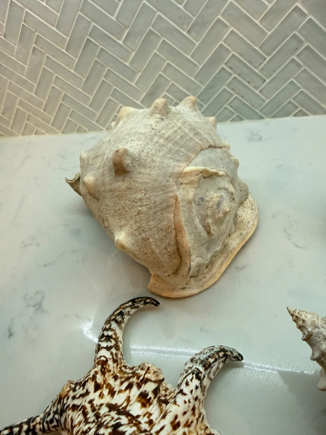 Collection of Decorative Seashells - photo 4