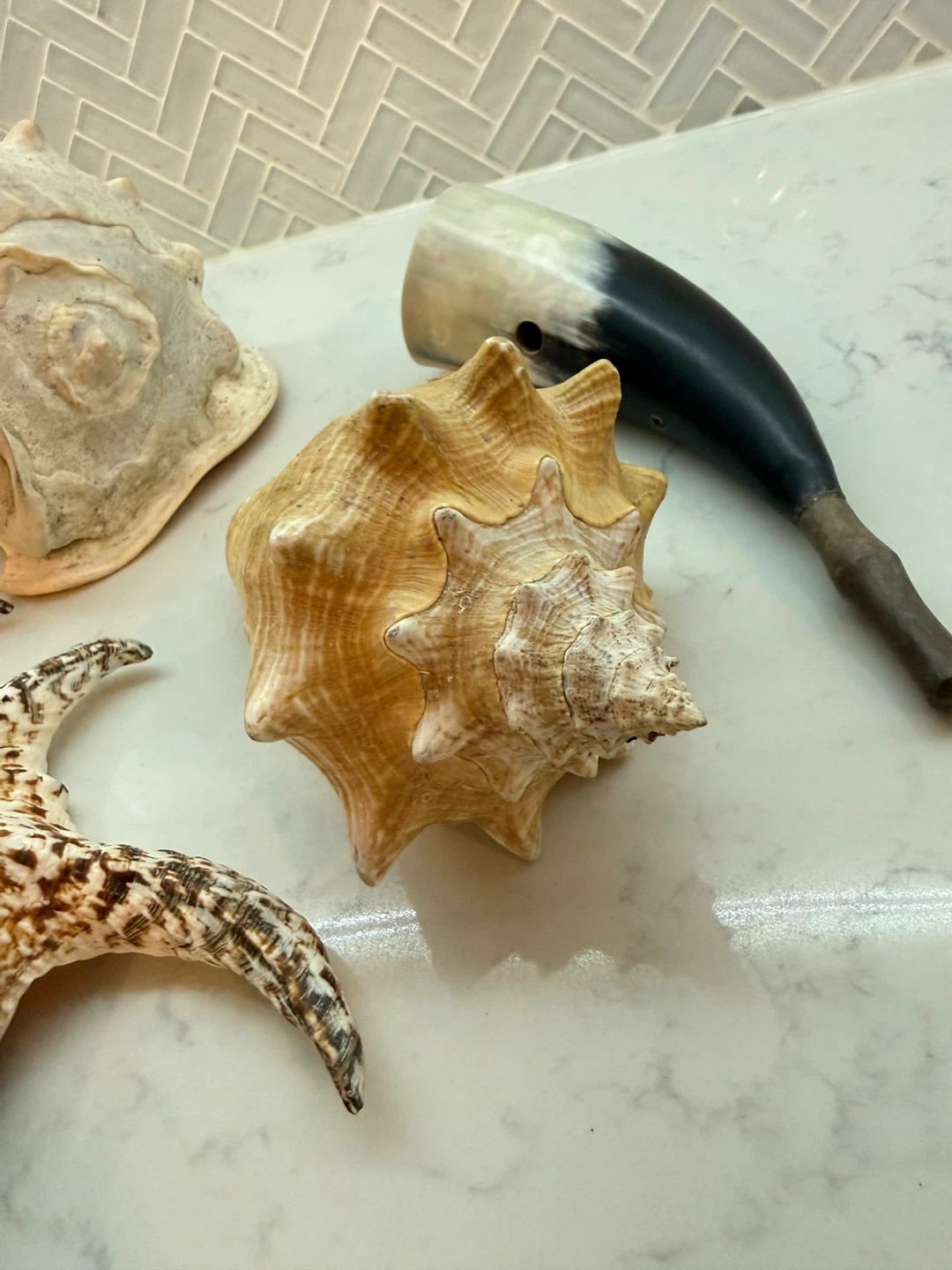 Collection of Decorative Seashells - photo 5