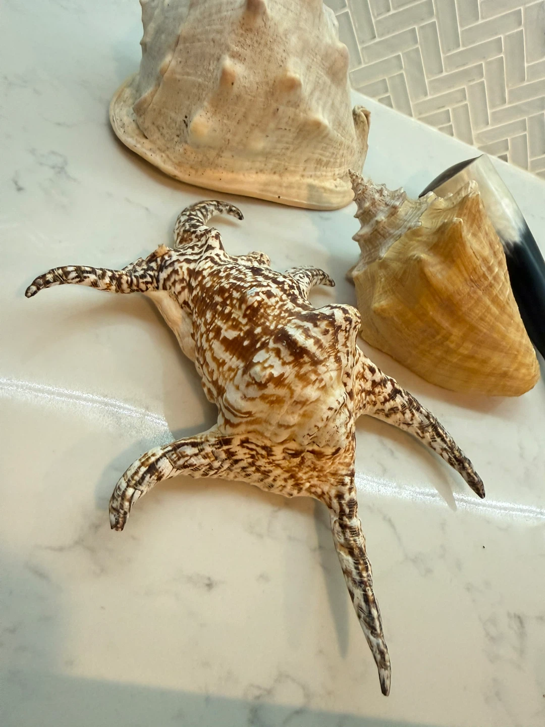 Collection of Decorative Seashells - photo 2