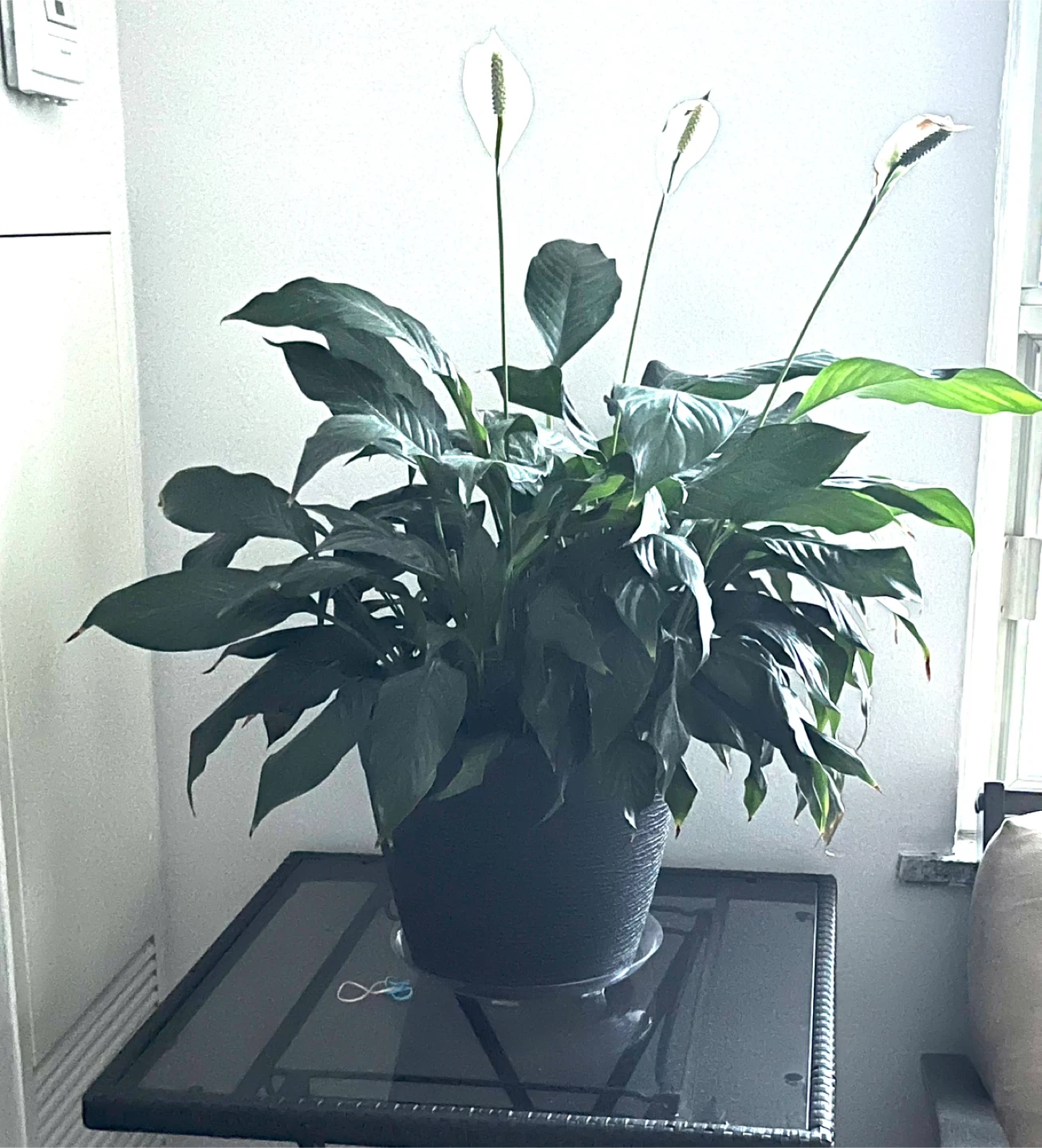 Large Peace Lily Plant in Black Pot - photo 2
