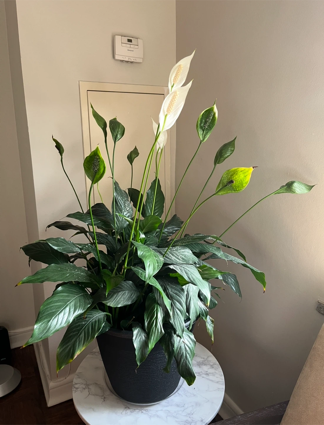 Large Peace Lily Plant in Black Pot - photo 3