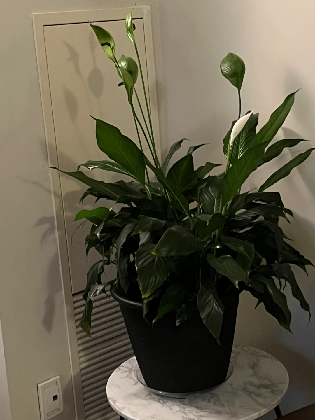 Large Peace Lily Plant in Black Pot - photo 4