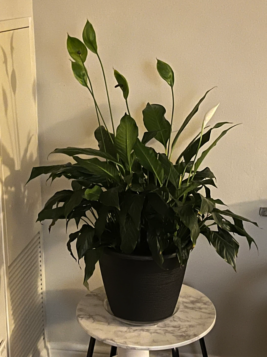 Large Peace Lily Plant in Black Pot - photo 5