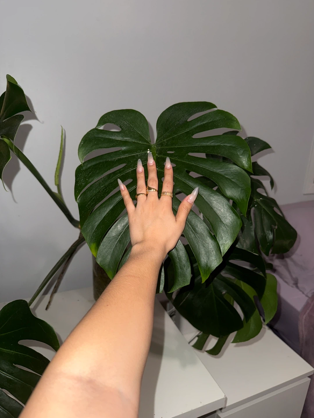Large Monstera Plant (vase included) - photo 2