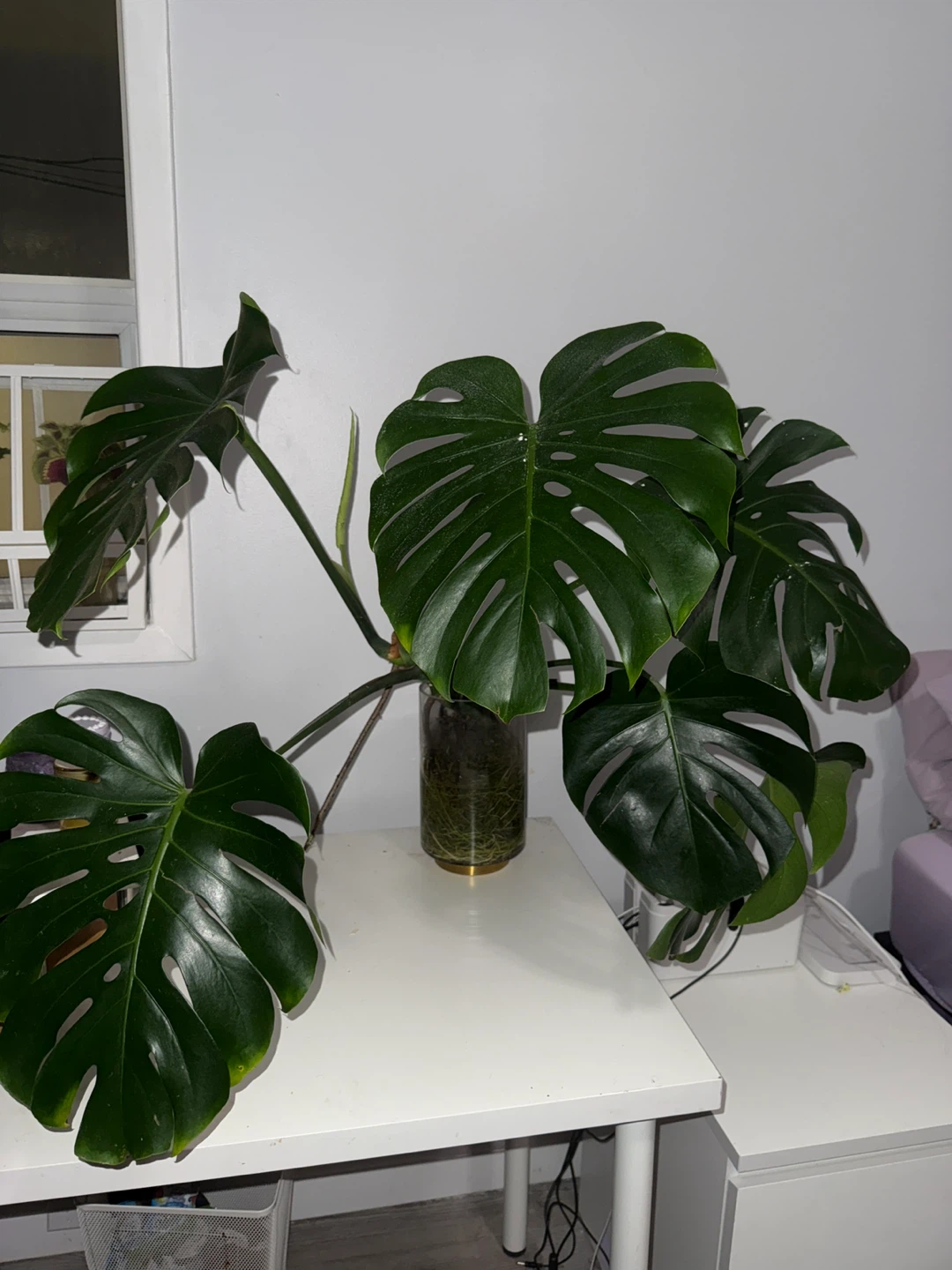 Large Monstera Plant (vase included)