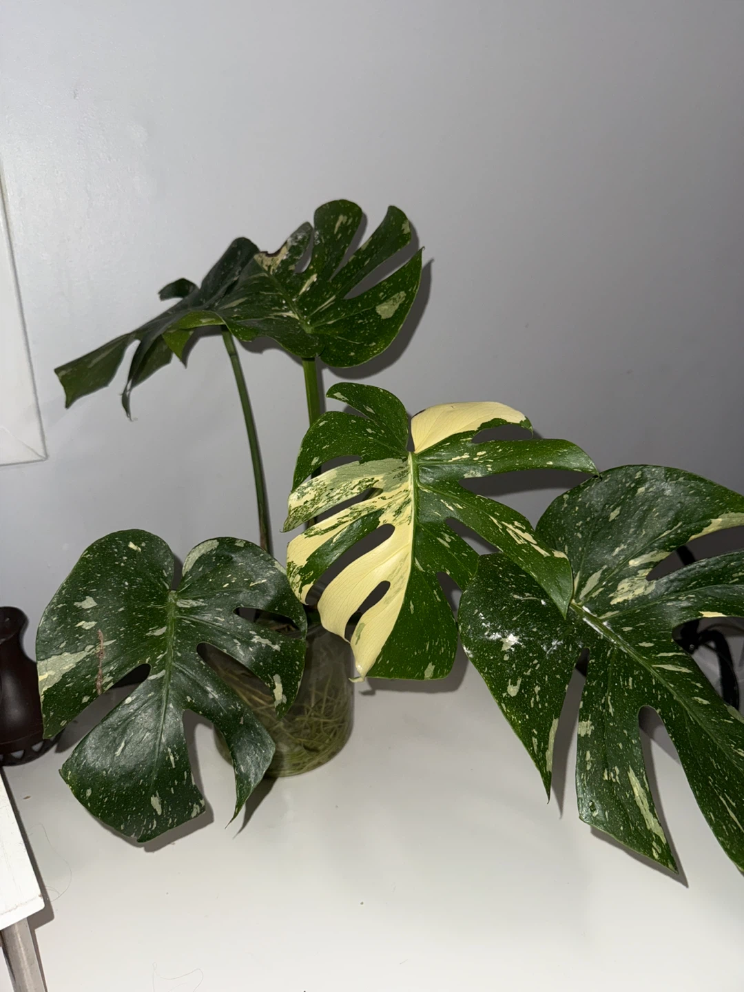 Medium Monstera Thai Plant
