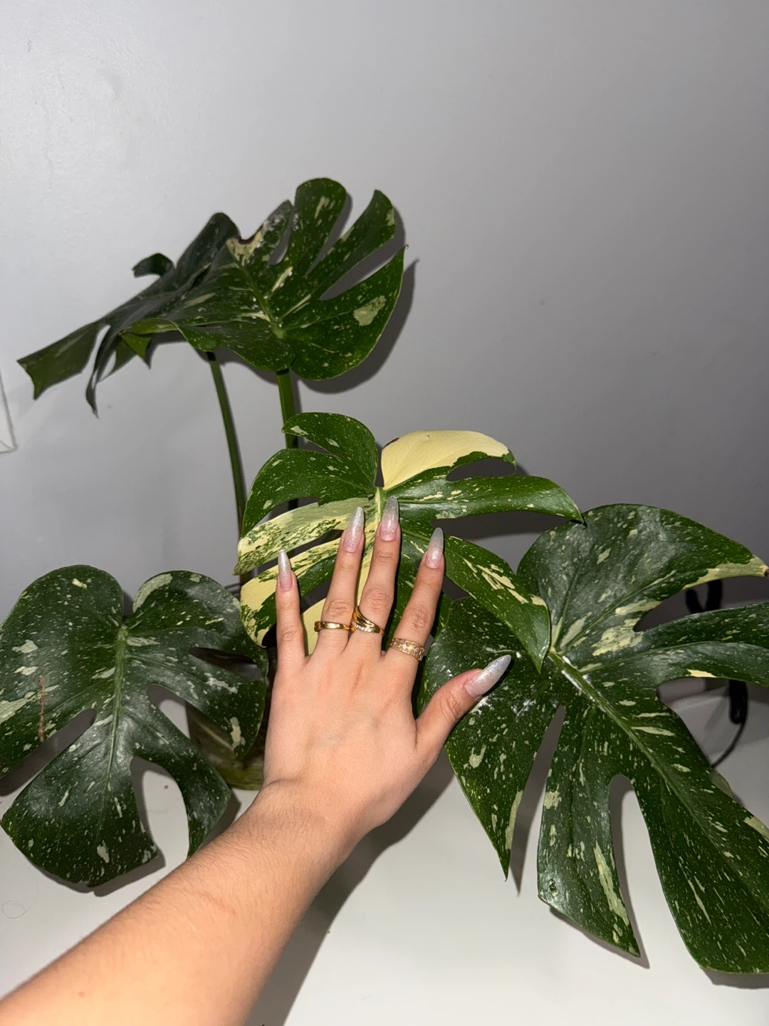 Medium Monstera Thai Plant - photo 2
