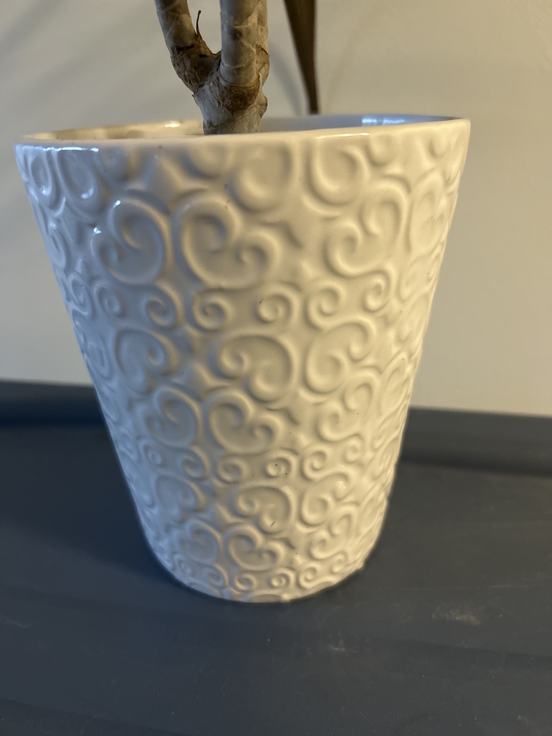 Healthy plant in White Ceramic Planter with Swirl Design - photo 3