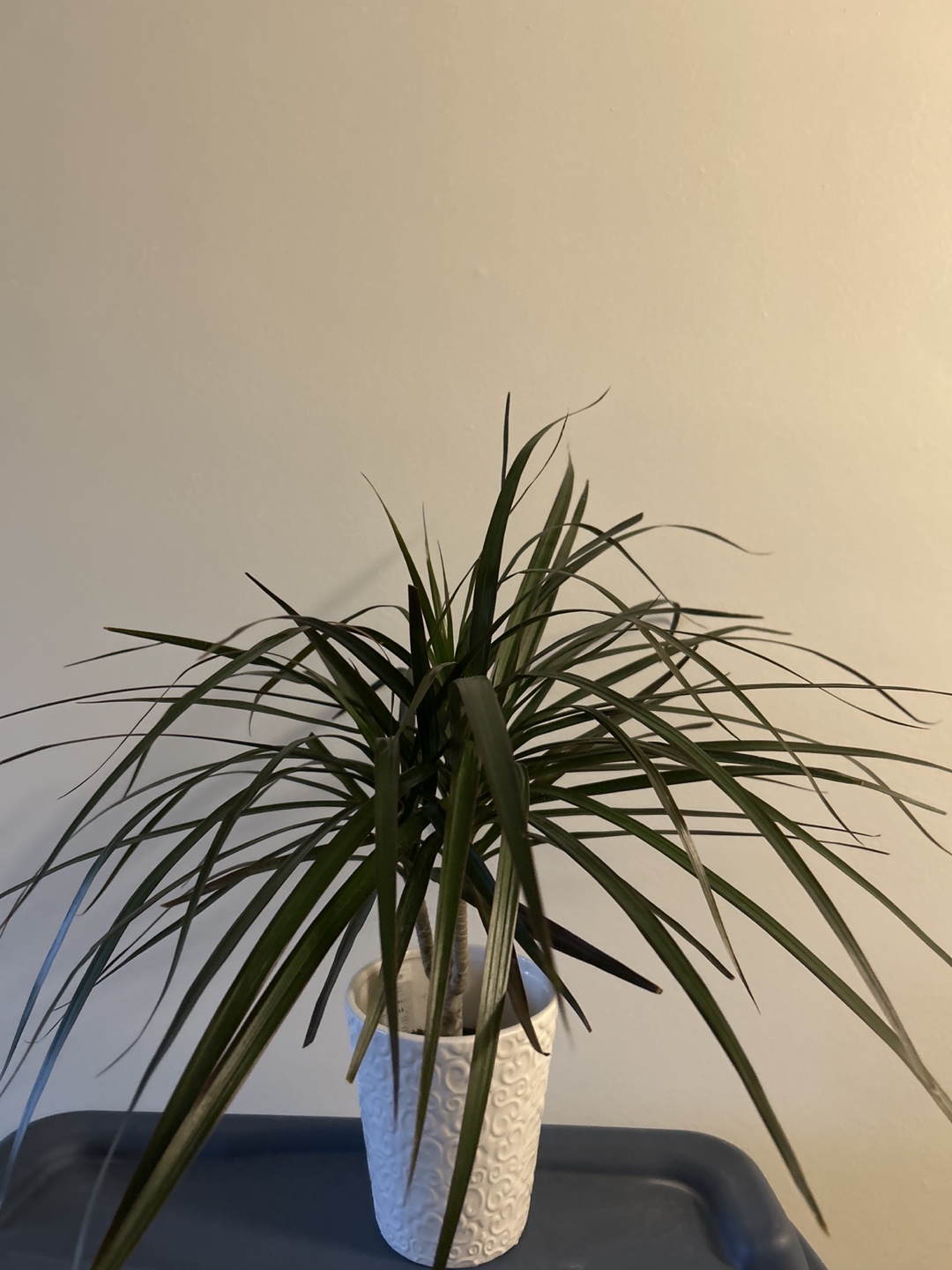 Healthy plant in White Ceramic Planter with Swirl Design