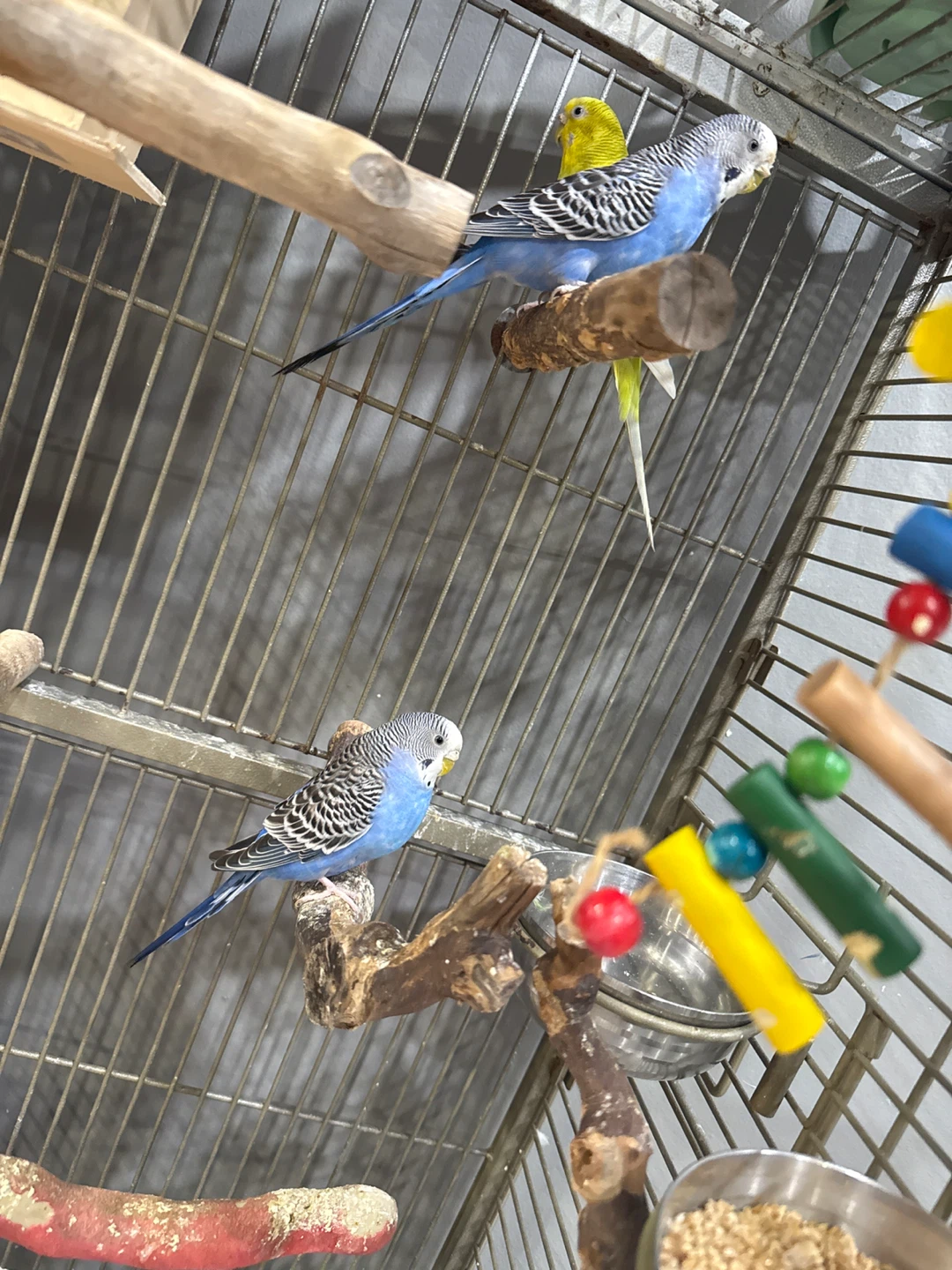 Large Budgie Cage