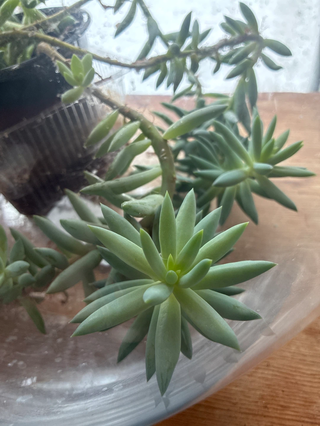 Succulent Plant for free 🏆