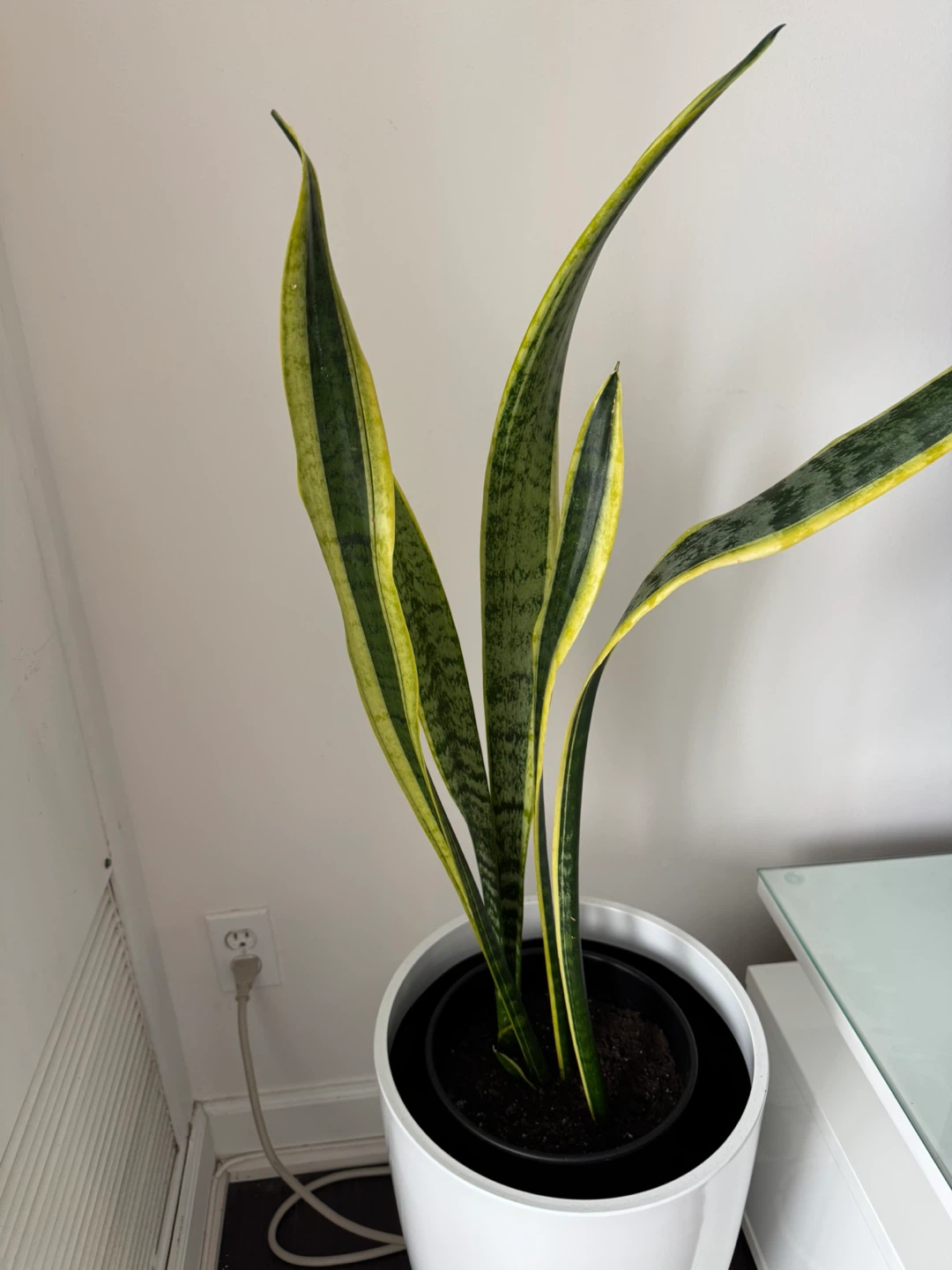 Snake Plant (Sansevieria Trifasciata) 🏆