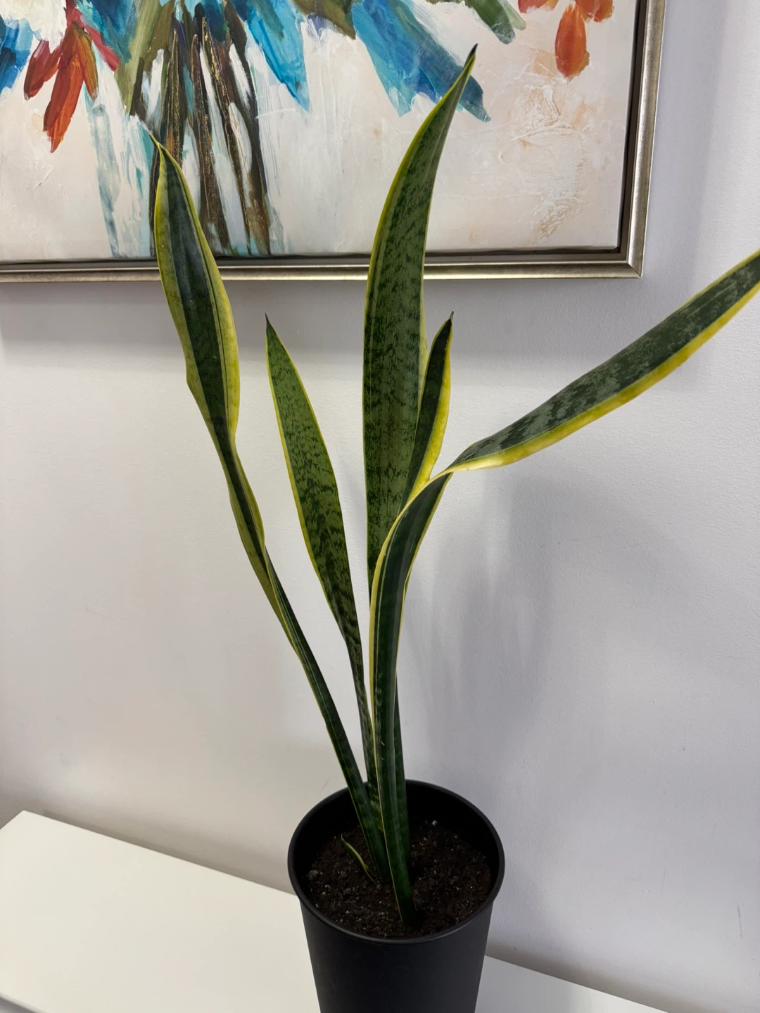Snake Plant (Sansevieria Trifasciata) 🏆 - photo 5