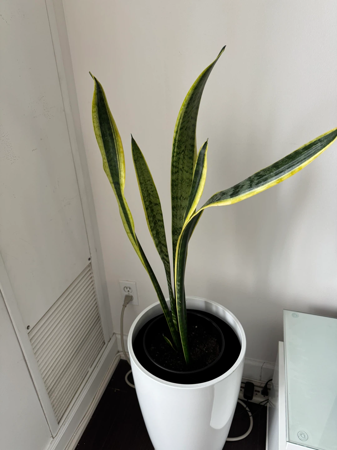 Snake Plant (Sansevieria Trifasciata) 🏆 - photo 2
