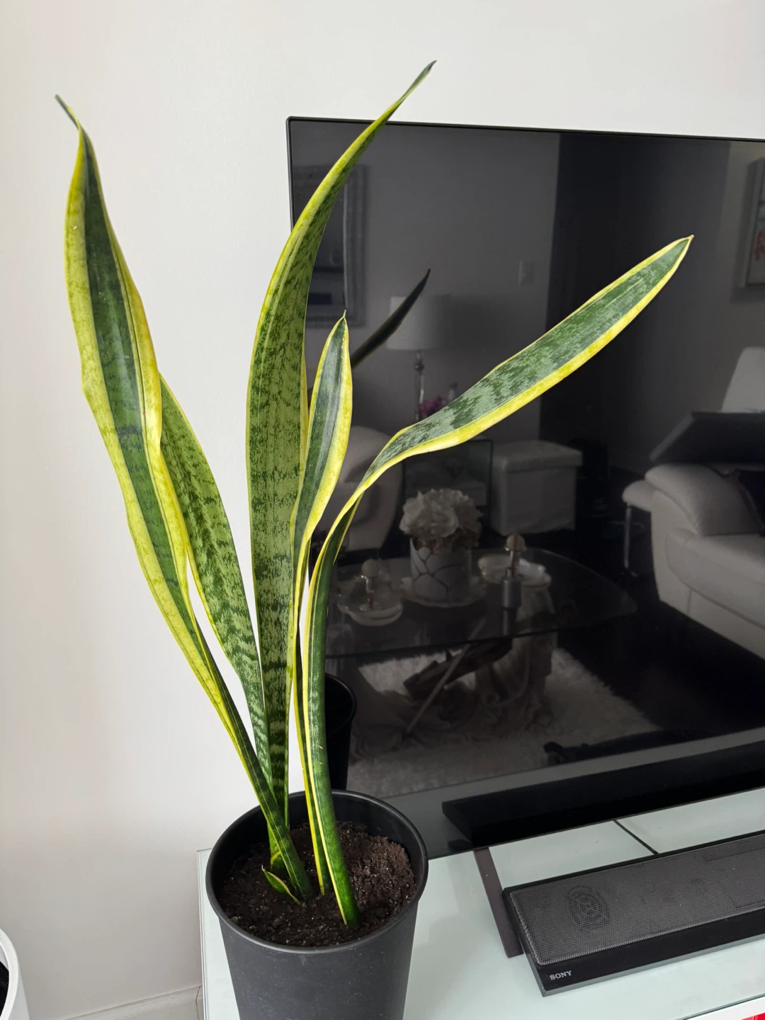 Snake Plant (Sansevieria Trifasciata) 🏆 - photo 3