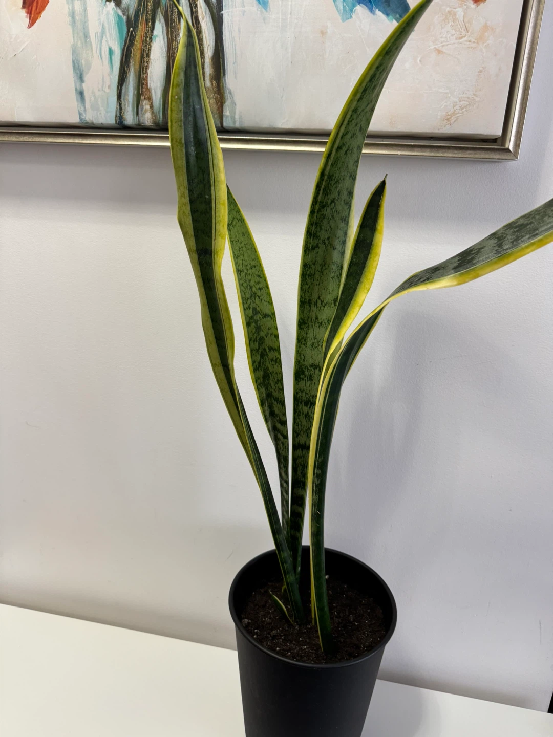 Snake Plant (Sansevieria Trifasciata) 🏆 - photo 4