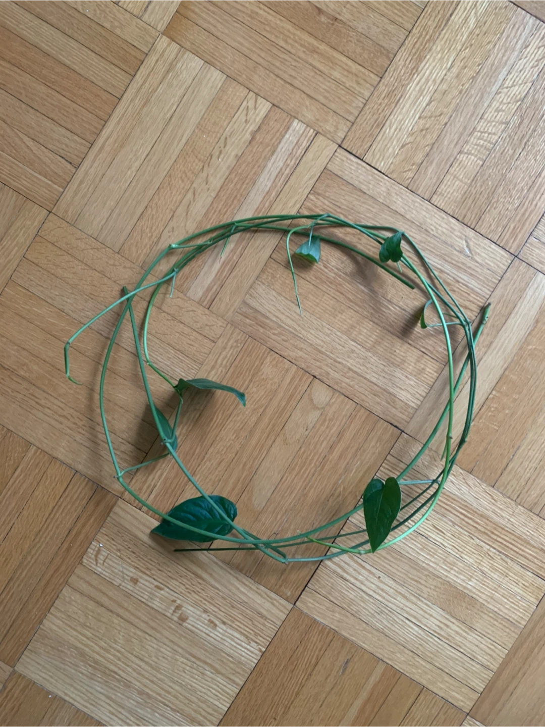Monstera Plant Cuttings 🏆