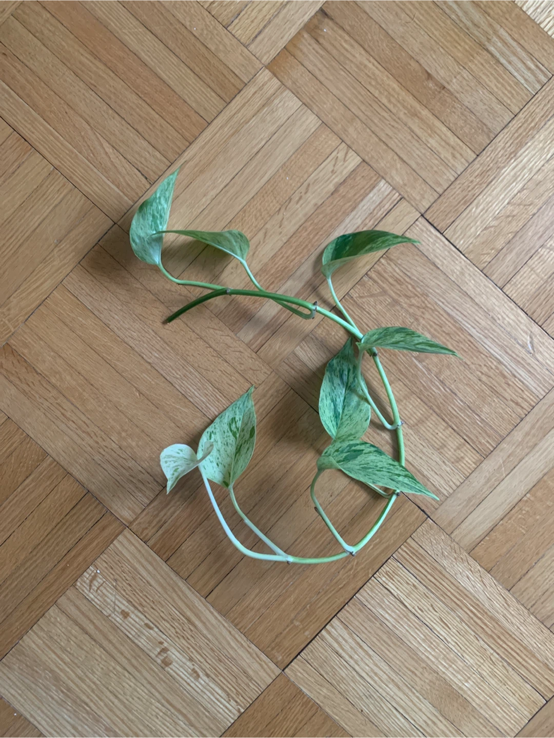 Marble Queen Pothos Plant Cutting 🏆