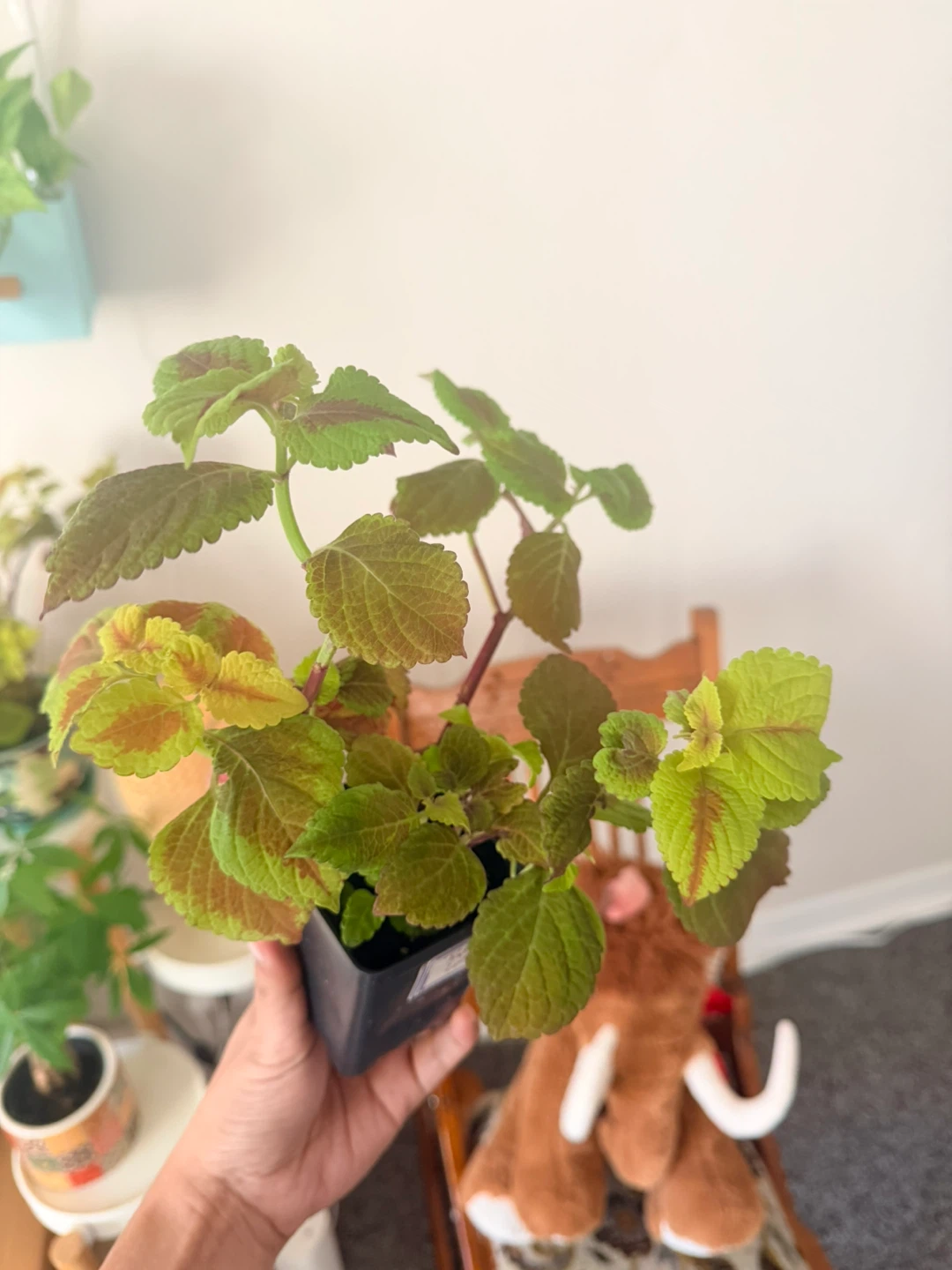 Coleus Plant