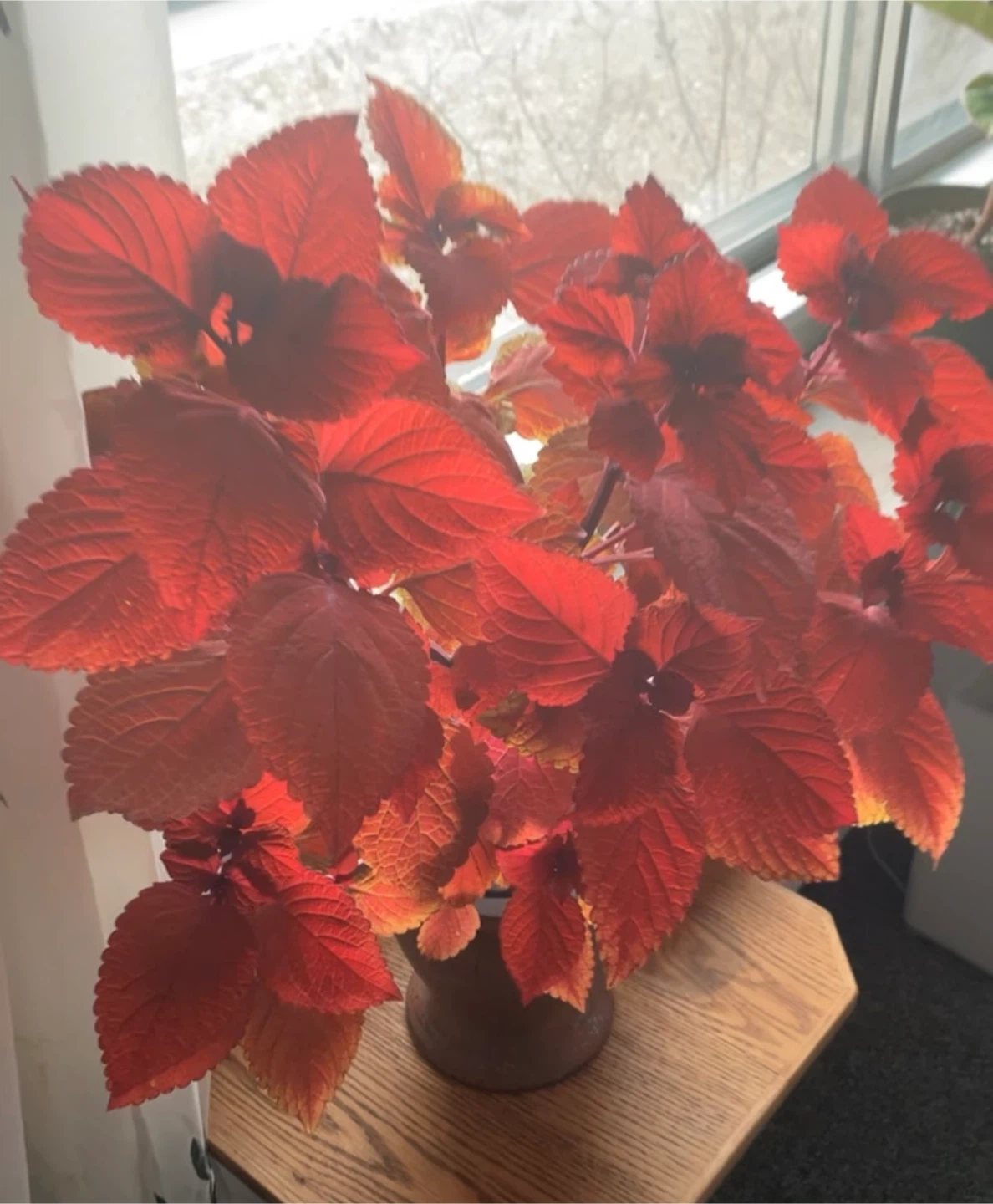Coleus Plant - photo 2