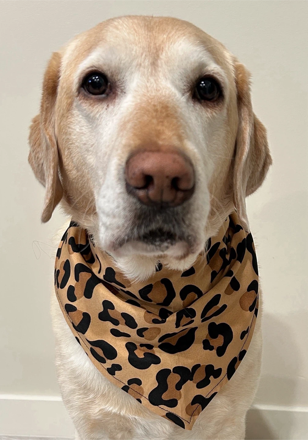 Leopard Print Pet/Children’s Bandanas - photo 4