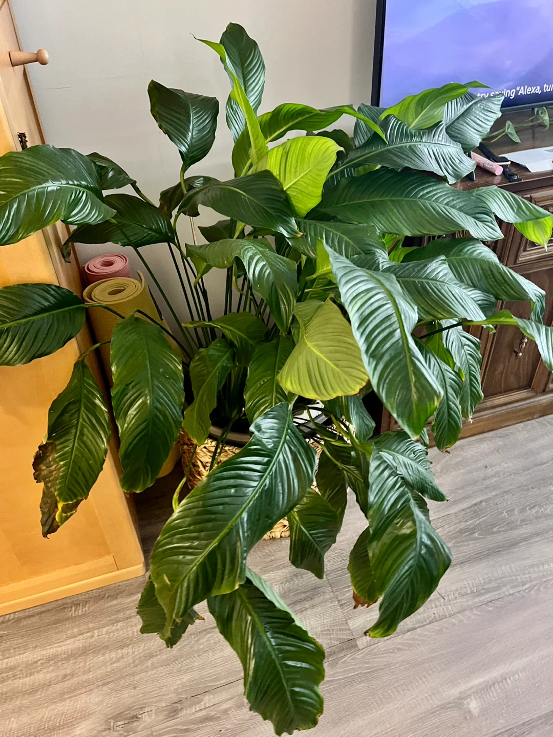 Large Healthy Peace Lily Plant  approx. 4.7 feet tall. - photo 5