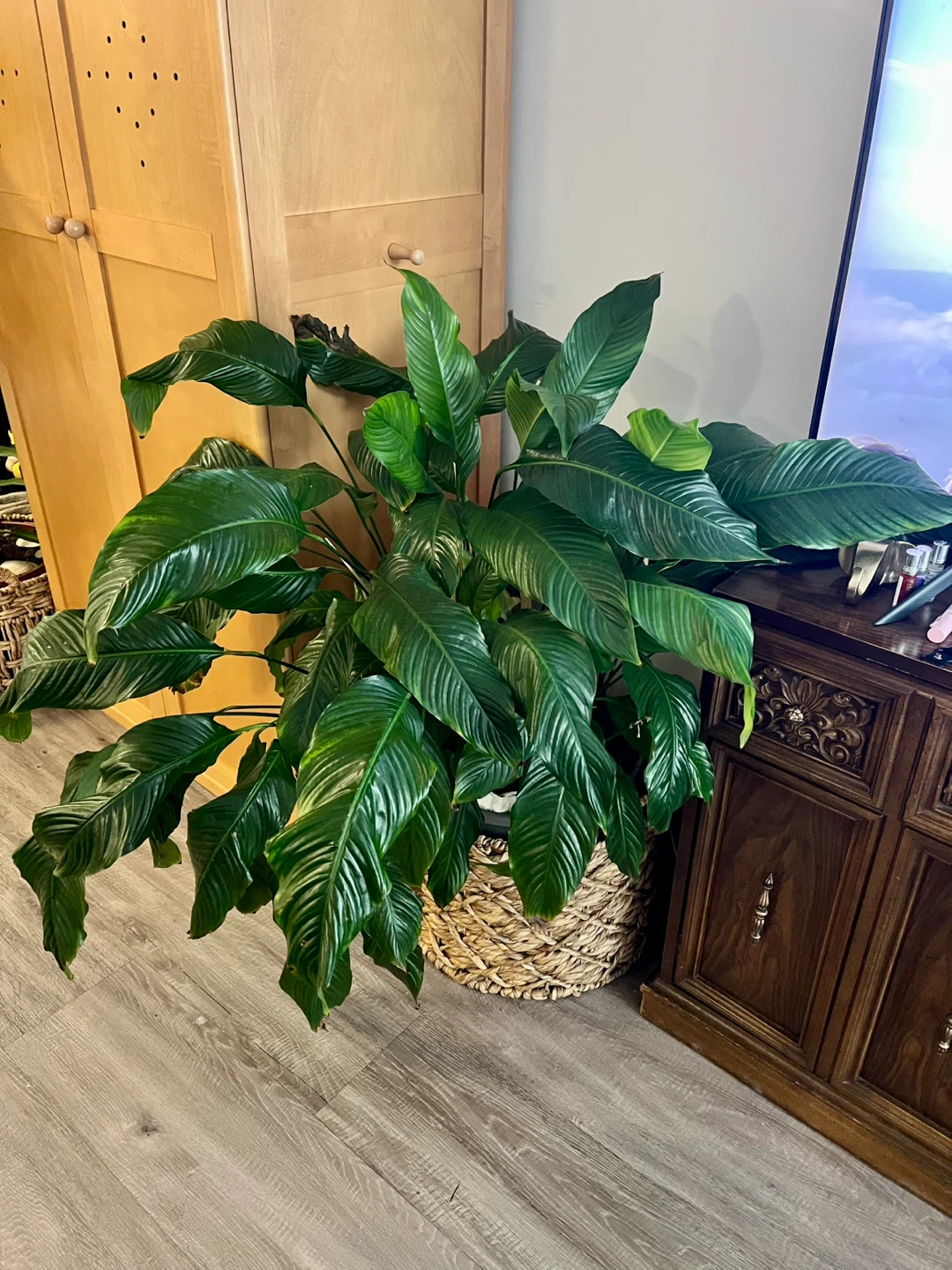 Large Healthy Peace Lily Plant  approx. 4.7 feet tall. - photo 4