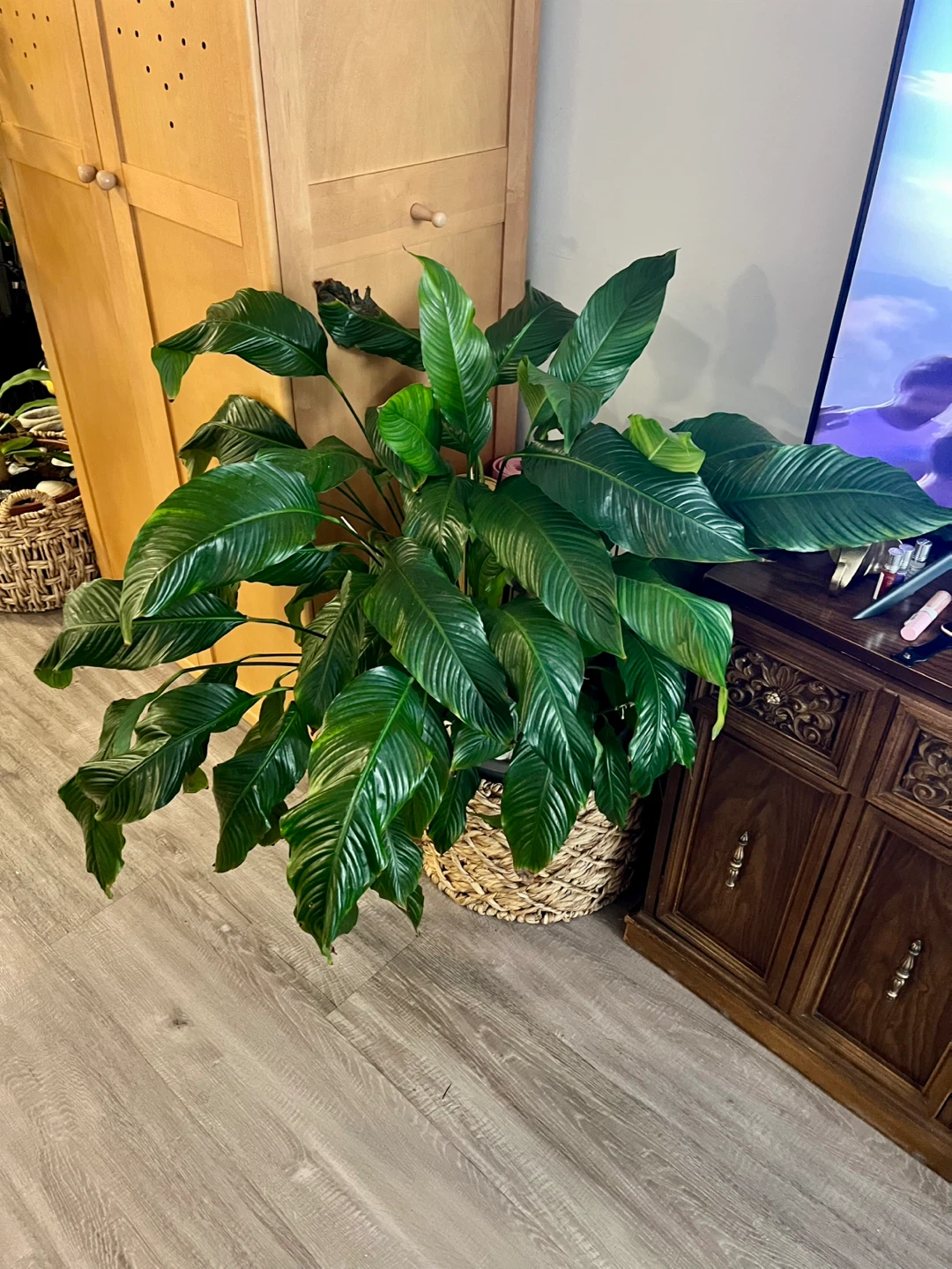Large Healthy Peace Lily Plant  approx. 4.7 feet tall.