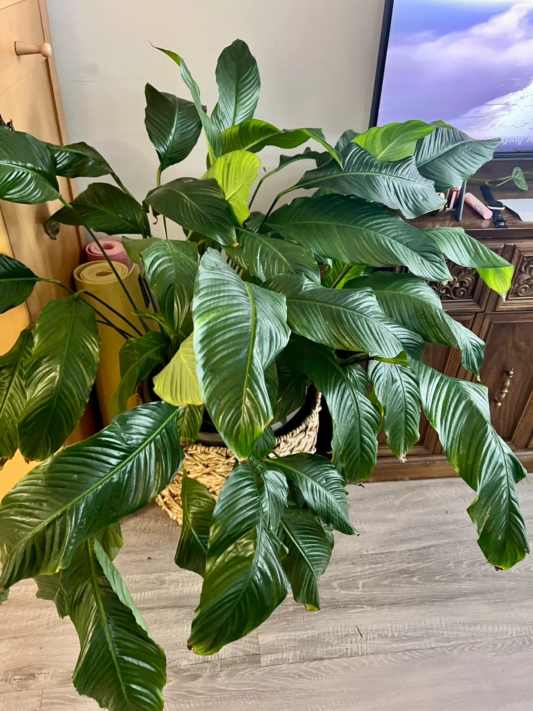 Large Healthy Peace Lily Plant  approx. 4.7 feet tall. - photo 3