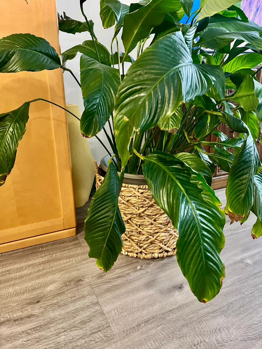Large Healthy Peace Lily Plant  approx. 4.7 feet tall. - photo 2