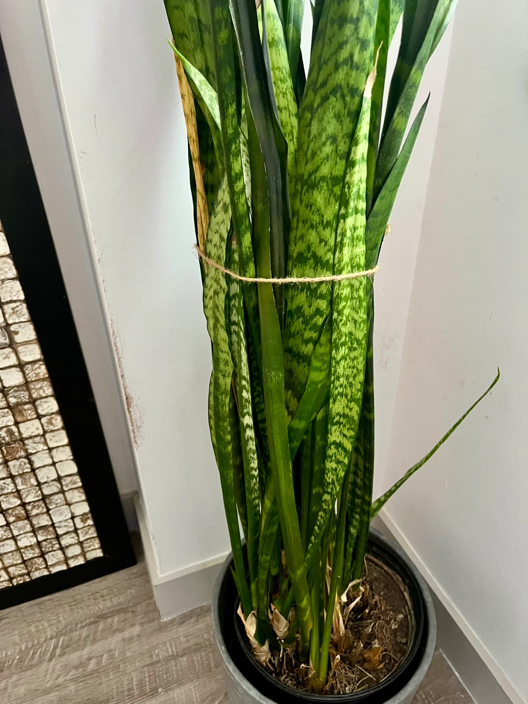Beautiful tall Snake Plant approx. 5 feet high comes w pot - photo 5