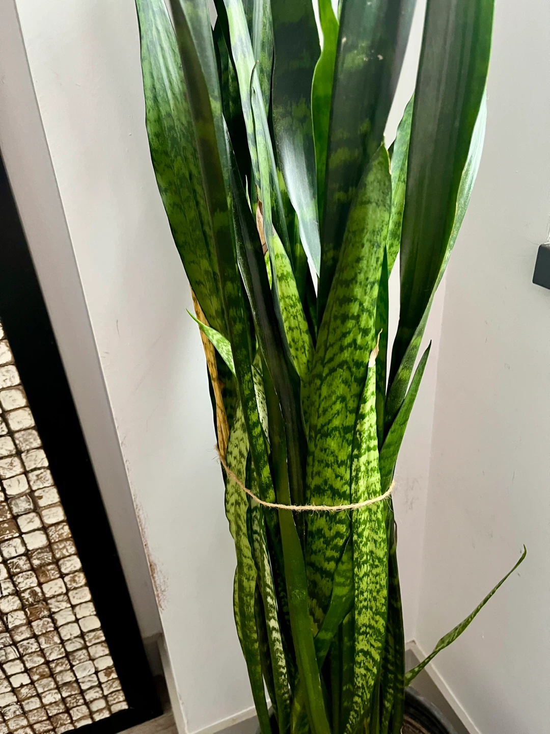 Beautiful tall Snake Plant approx. 5 feet high comes w pot - photo 4