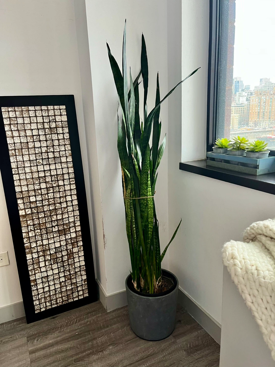 Beautiful tall Snake Plant approx. 5 feet high comes w pot