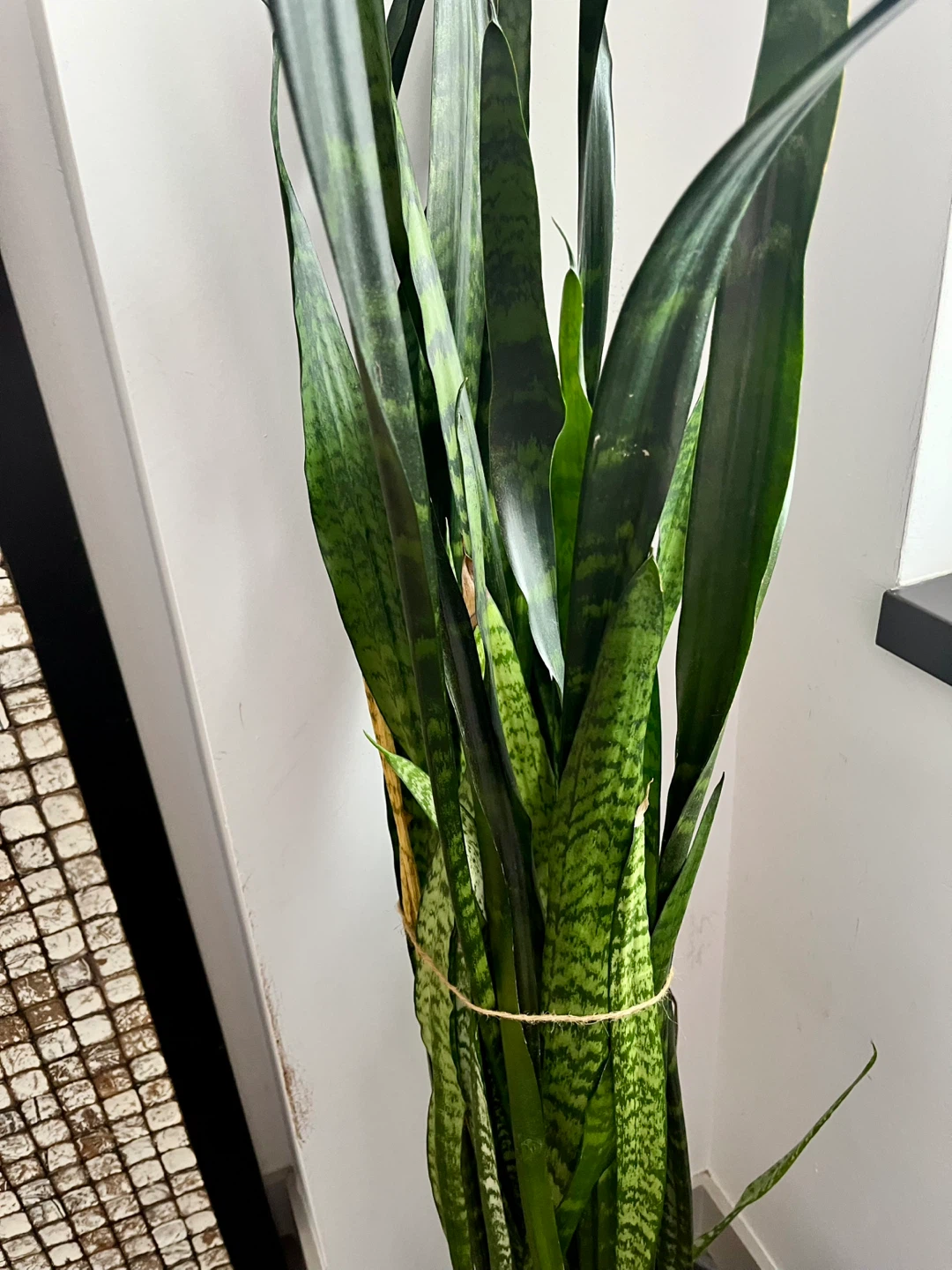 Beautiful tall Snake Plant approx. 5 feet high comes w pot - photo 3