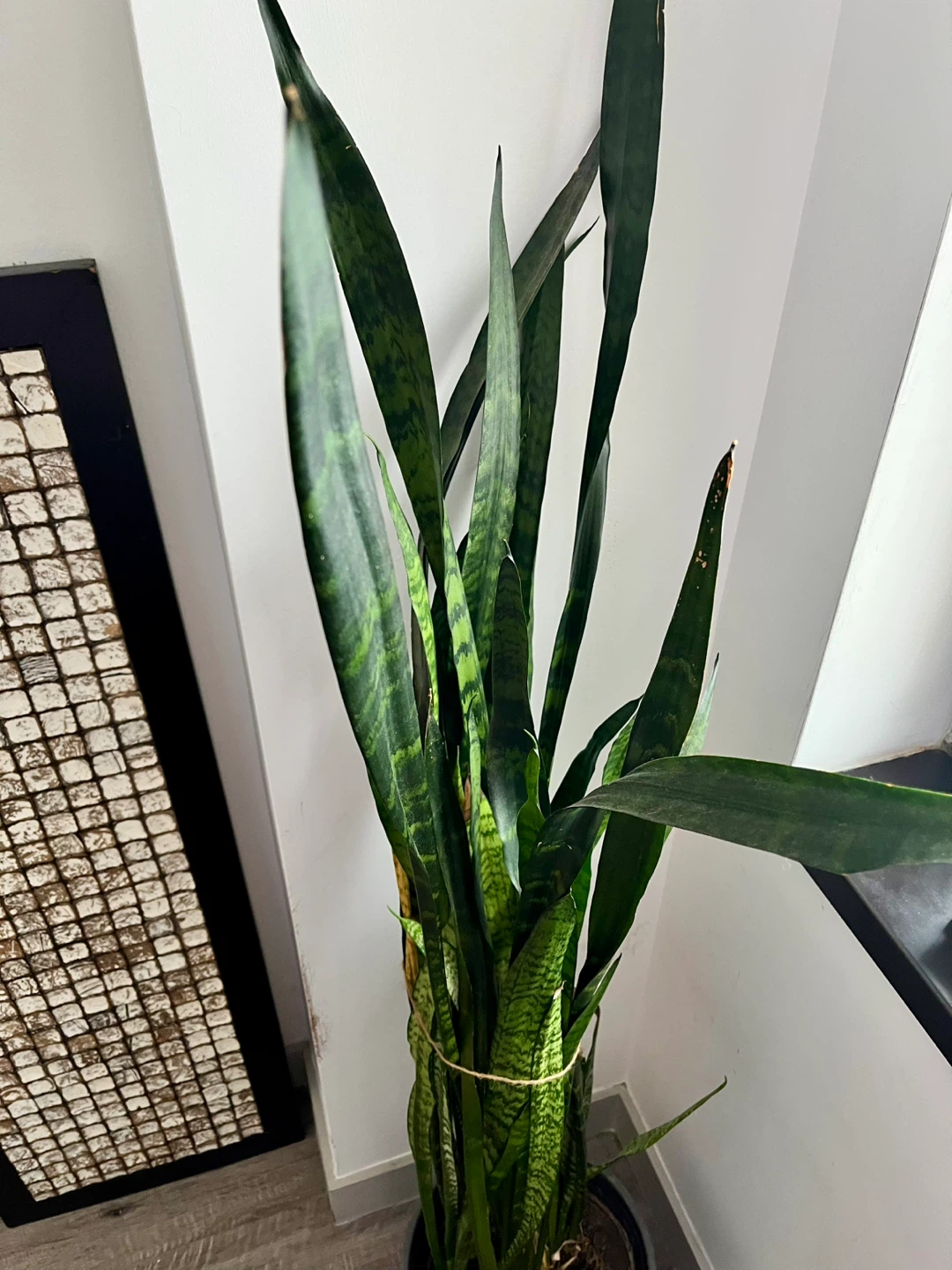 Beautiful tall Snake Plant approx. 5 feet high comes w pot - photo 2