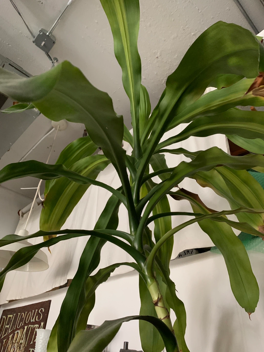 Plant - photo 4