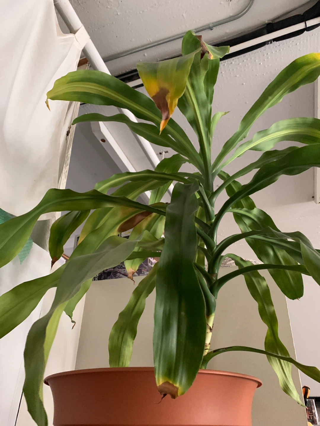 Plant - photo 2