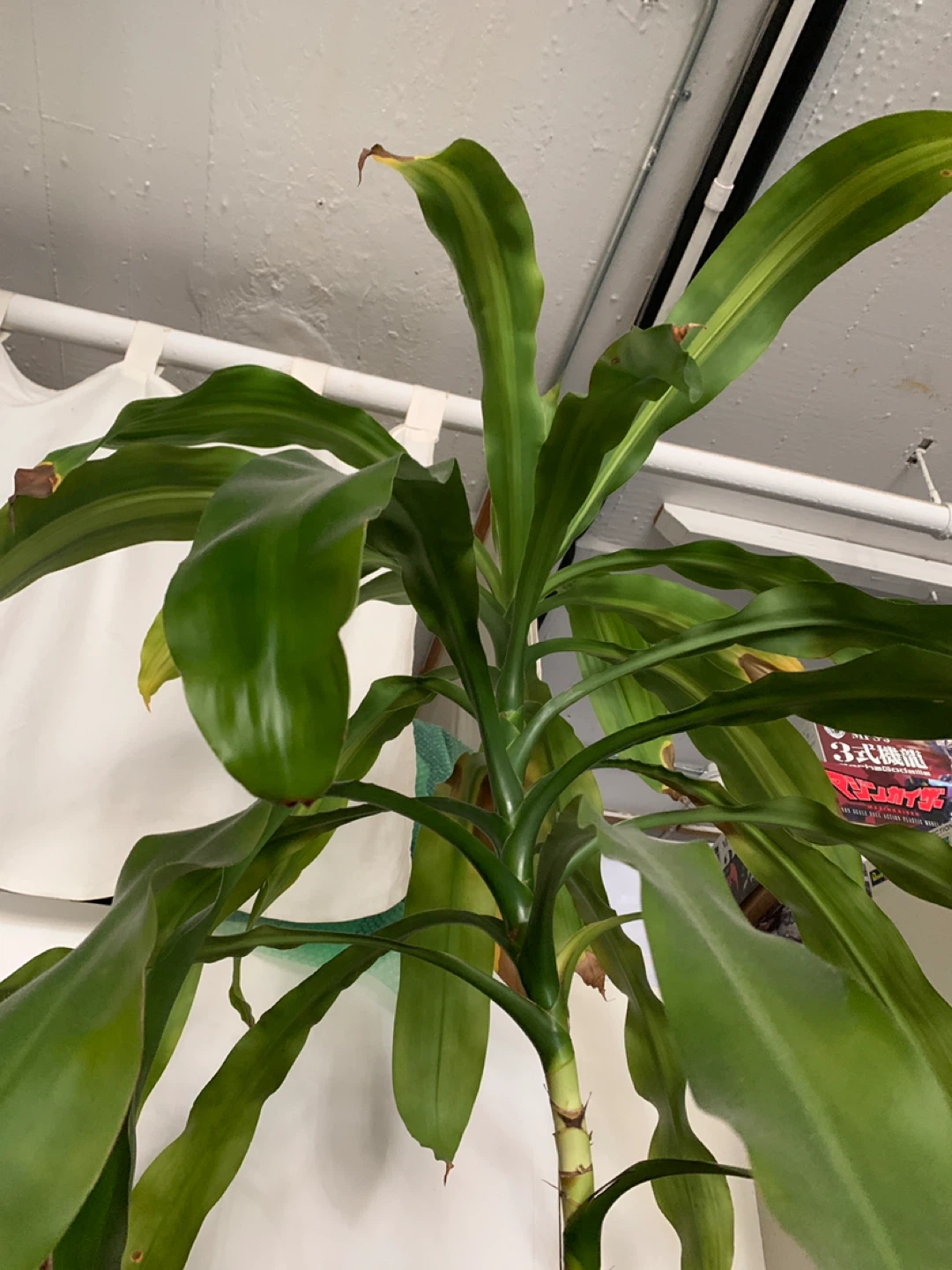 Plant - photo 3